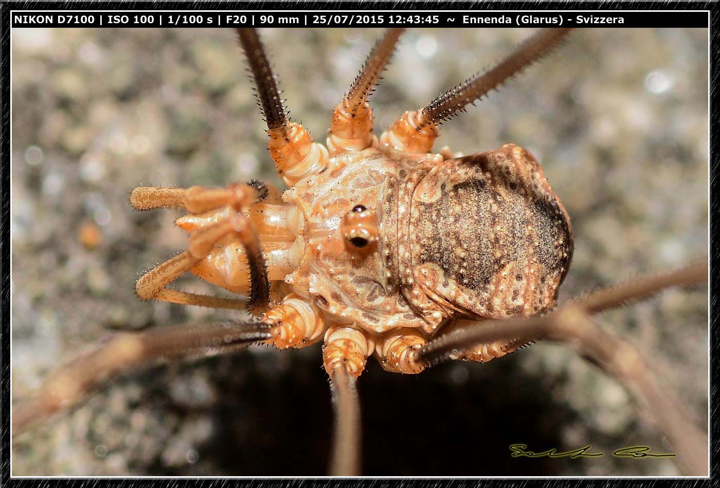 Phalangium cfr. opilio  - Ennenda (Svizzera)